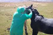 پیرانشهر : انجام تست های سرمی و  مالئین درجمعت اسب‌ها و قاطر جهت تشخیص بیماری مشمشه 